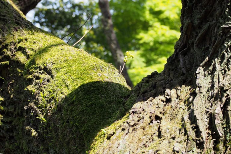 Platycarya (Platycarya)