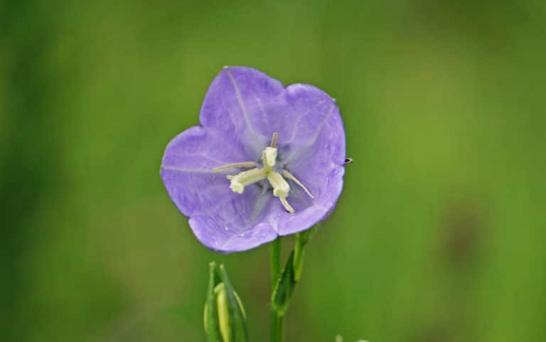 Platycodon (Platycodon)