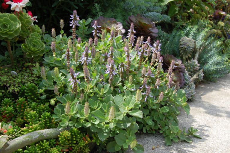 Plectranthus (Plectranthus)