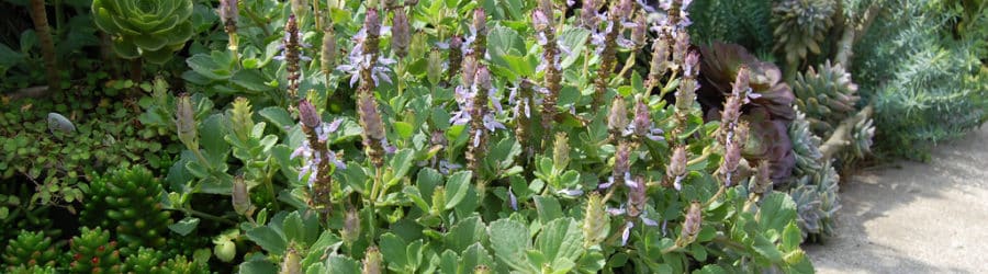 Plectranthus