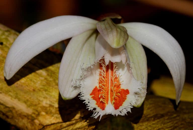 Pleione (Pleione)