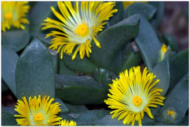 Pleiospilos (Pleiospilos)