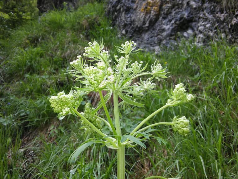 Pleurospermum (Pleurospermum)