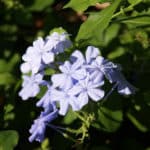 Plumbago