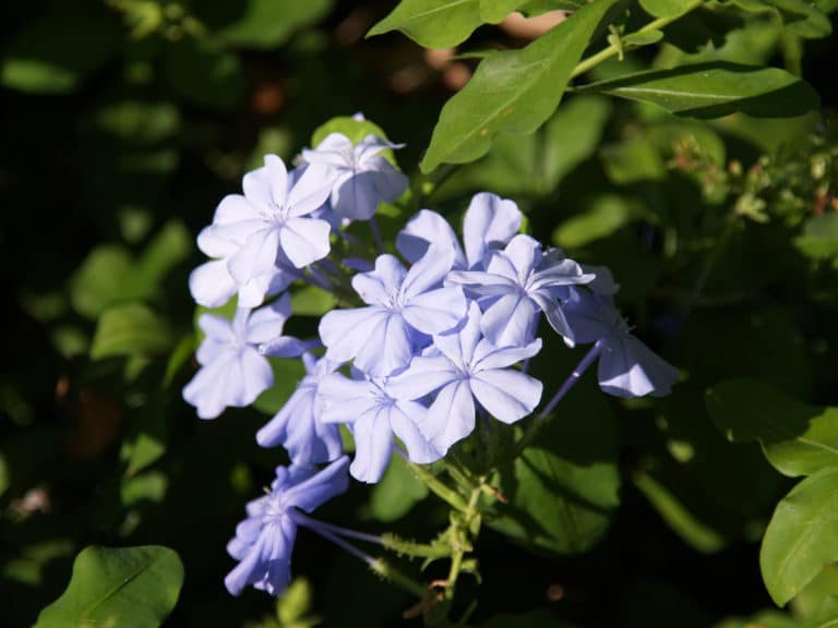 Plumbago (Plumbago)