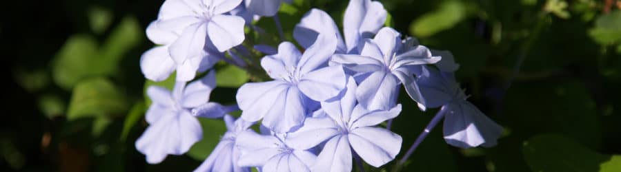Plumbago