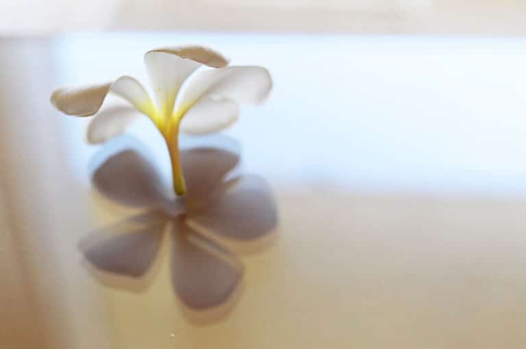 Frangipanier (Plumeria)
