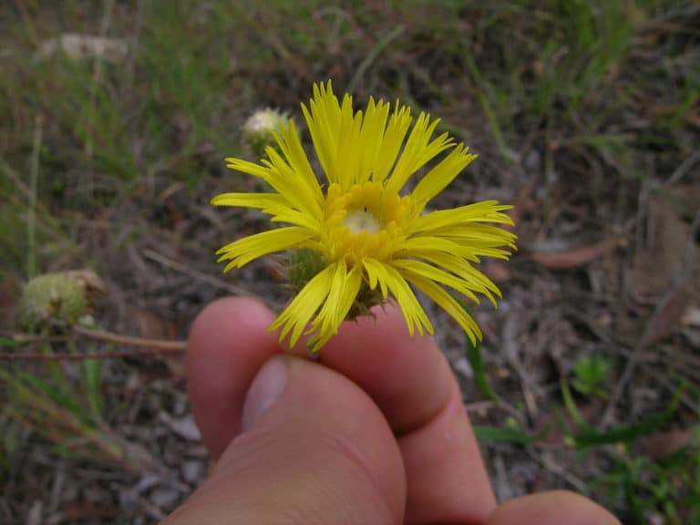 Podolepis (Podolepis)