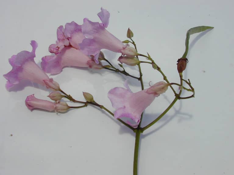 Podranea (Podranea)