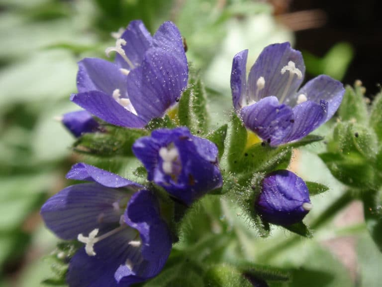 Polémoines (Polemonium)