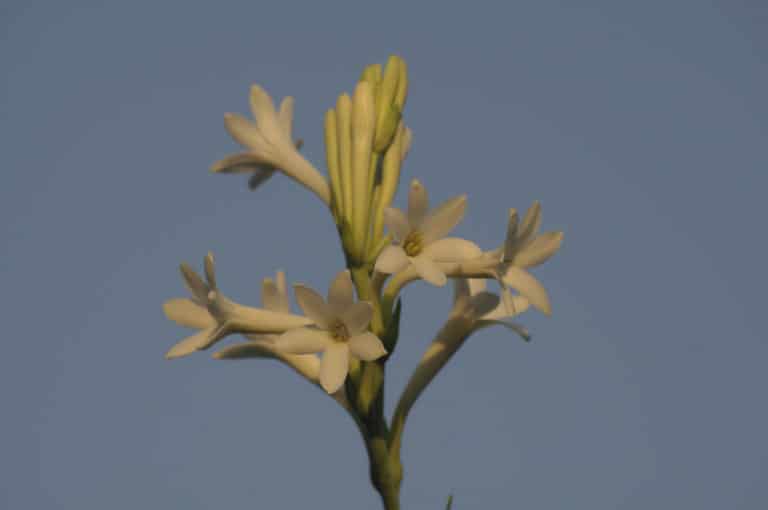 Polianthes (Polianthes)