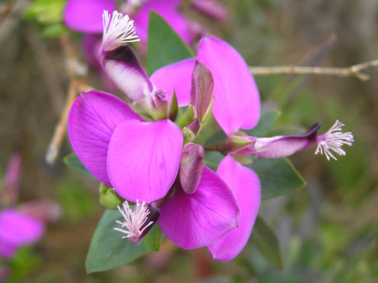 Polygala (Polygala)