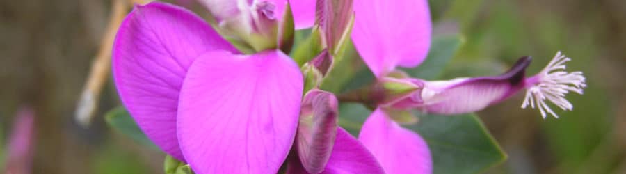 Polygala