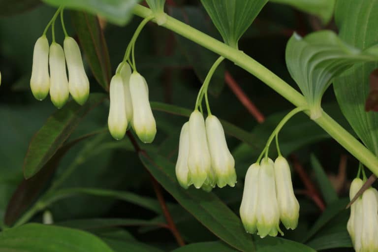 Sceau-de-Salomon (Polygonatum)