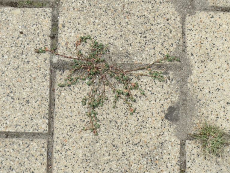 Renouée (Polygonum)