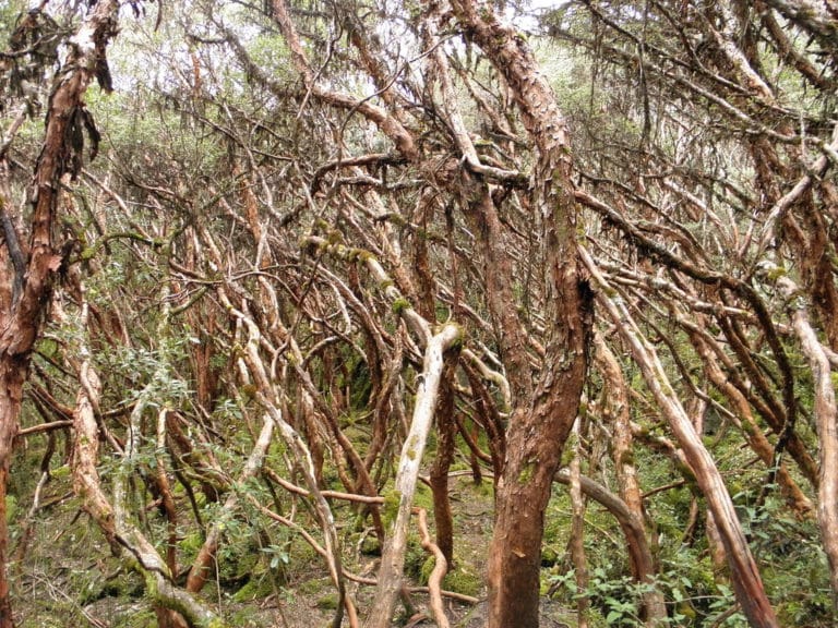 Polylepis (Polylepis)