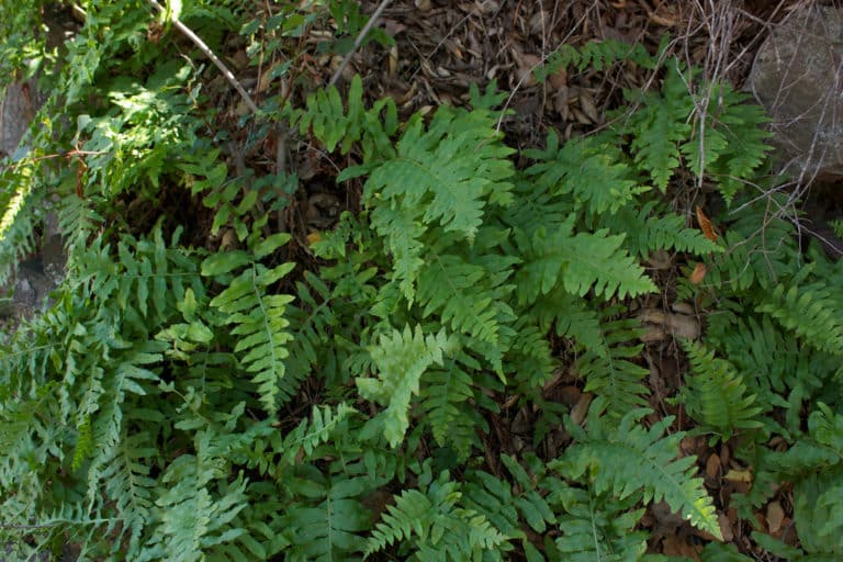 Polypode (Polypodium)
