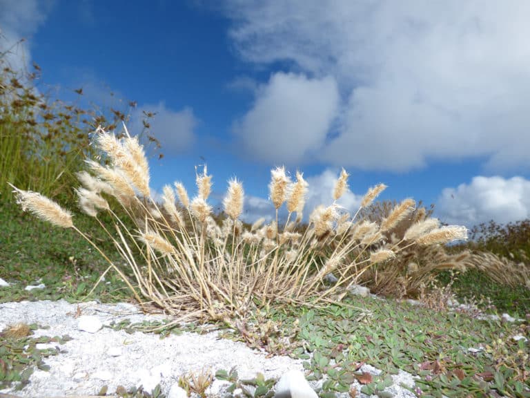 Polypogon (Polypogon)
