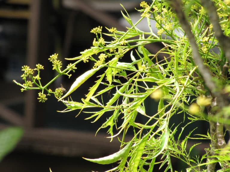 Polyscias (Polyscias)