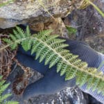 Polystic (Polystichum)