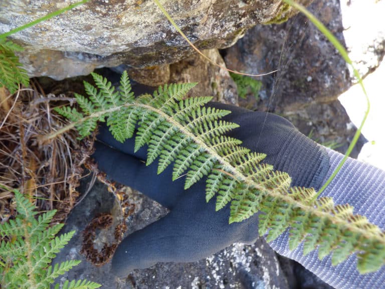 Polystic (Polystichum)