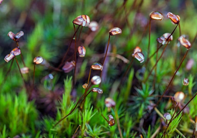 Polytrichum (Polytrichum)