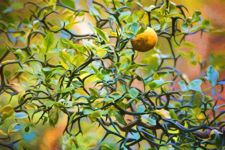 Poncirus (Poncirus)