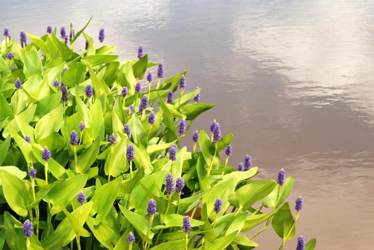 Pontédéries (Pontederia)