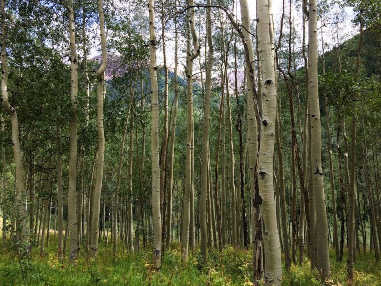 Peuplier (Populus)
