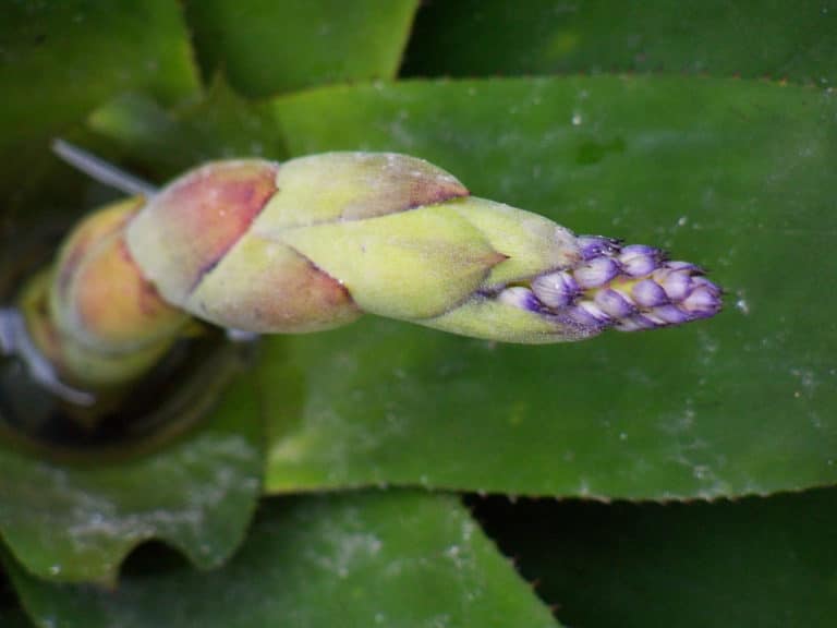 Portea (Portea)