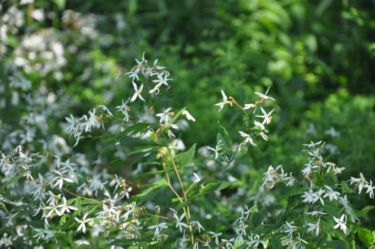 Porteranthus (Porteranthus)