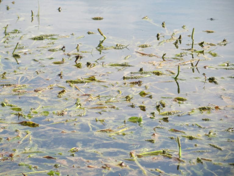 Potamots (Potamogeton)