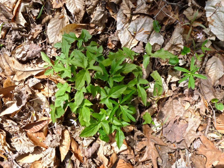 Prenanthes (Prenanthes)