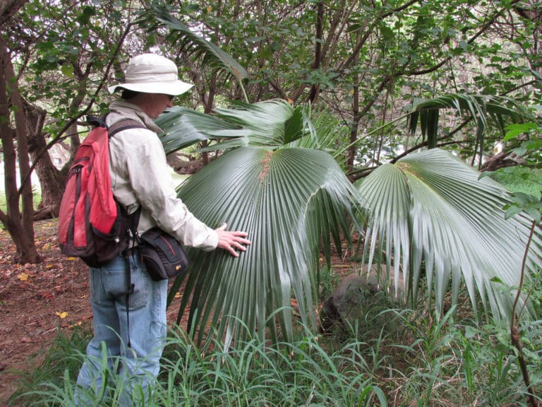Pritchardia (Pritchardia)