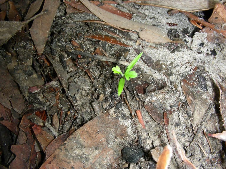 Prostanthéra (Prostanthera)