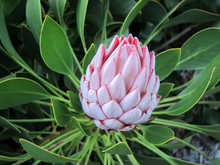 Protea (Protea)