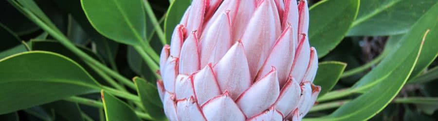 Protea