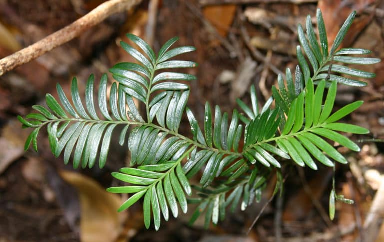 Prumnopitys (Prumnopitys)