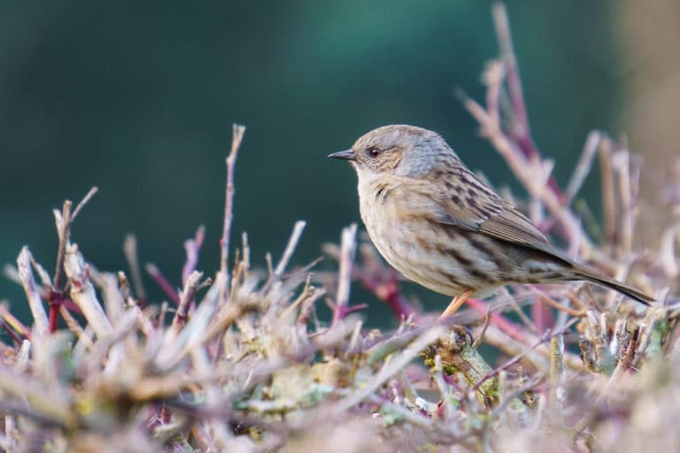 Brunelle (Prunella)