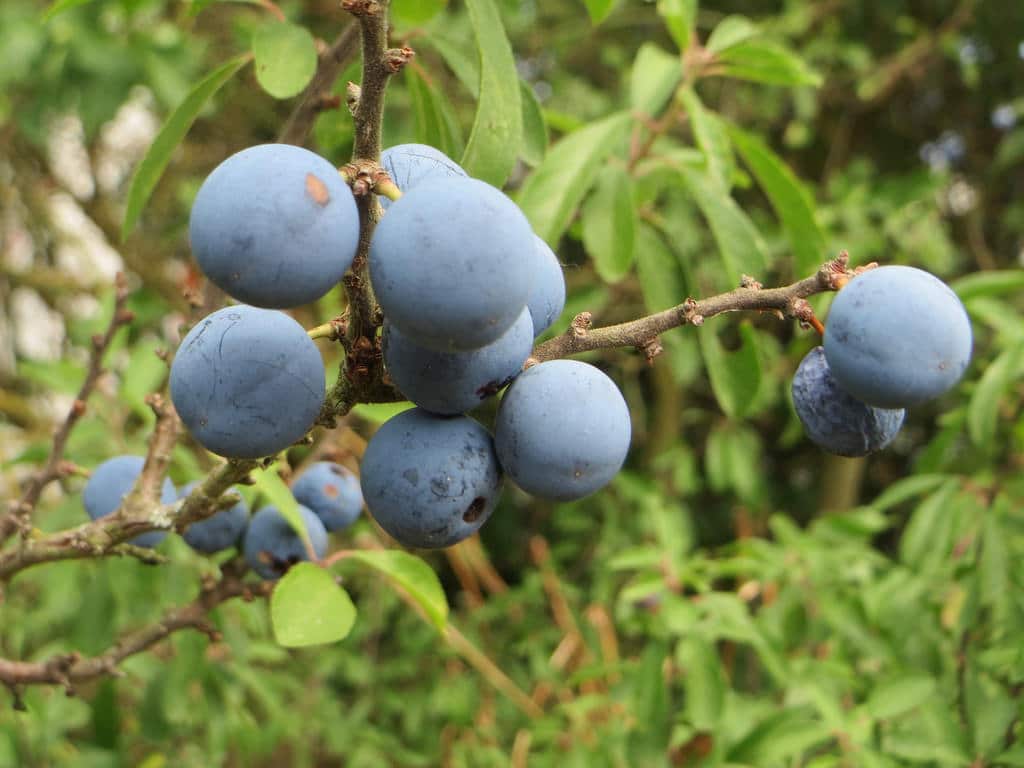 Prunus (Prunus)