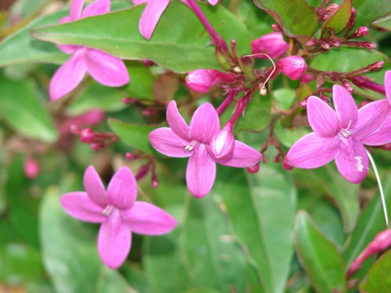 Pseuderanthemum (Pseuderanthemum)