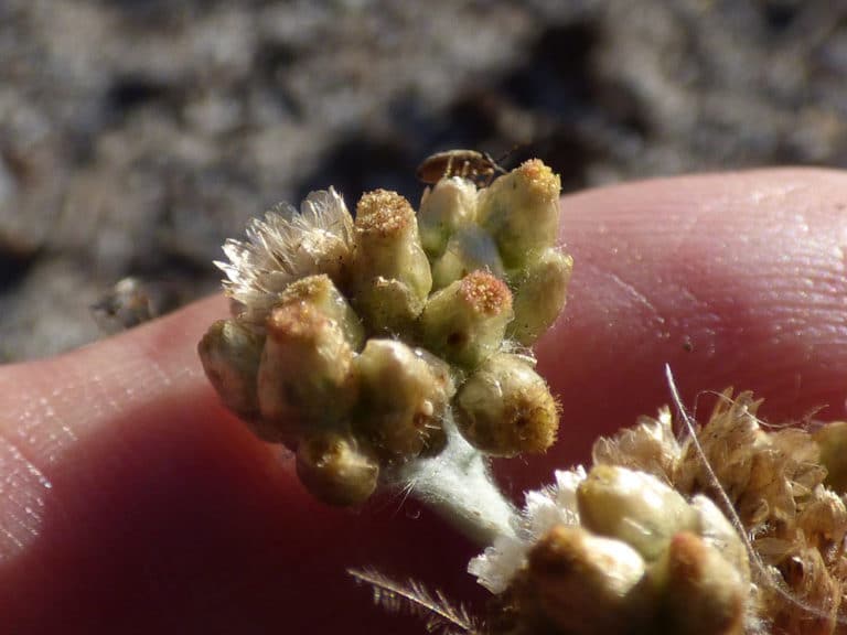 Pseudognaphalium (Pseudognaphalium)
