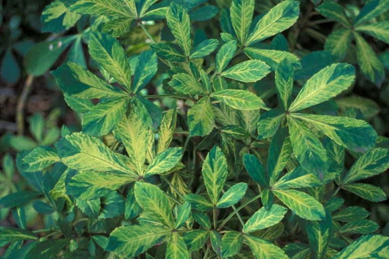 Pseudopanax (Pseudopanax)