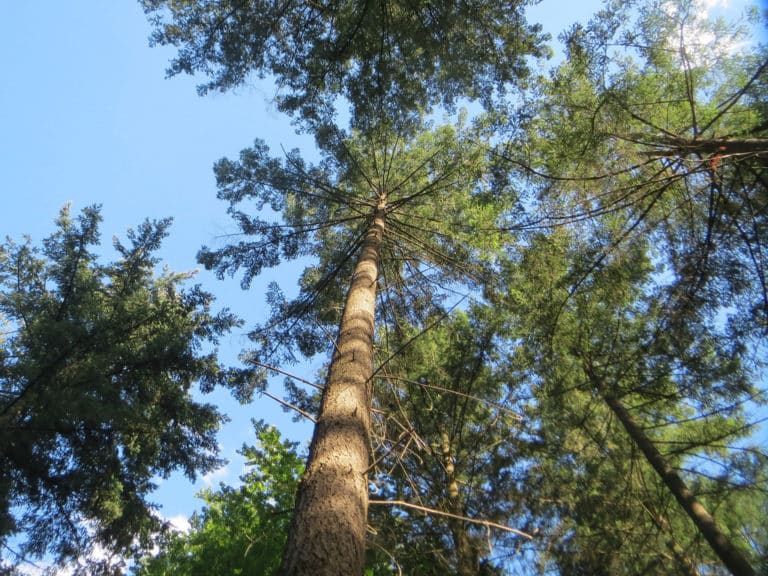 Pseudotsuga (Pseudotsuga)