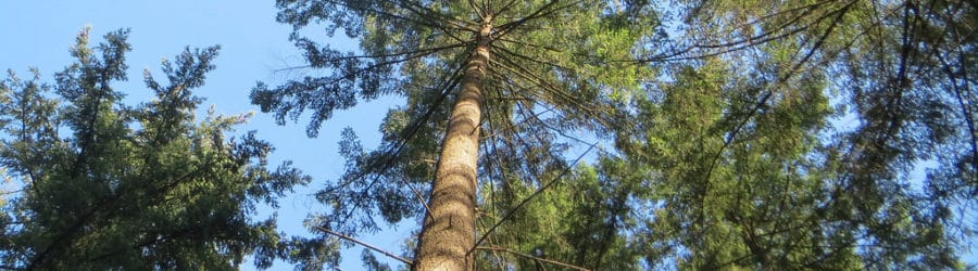 Pseudotsuga