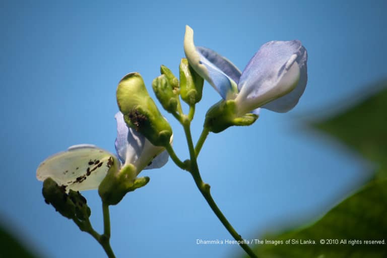 Psophocarpus (Psophocarpus)