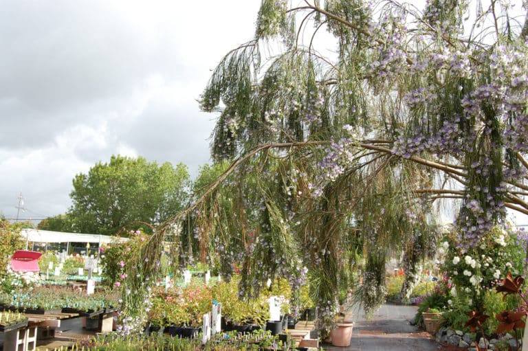 Psoralea (Psoralea)