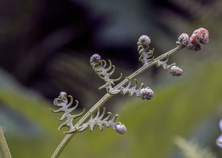 Pteridium (Pteridium)