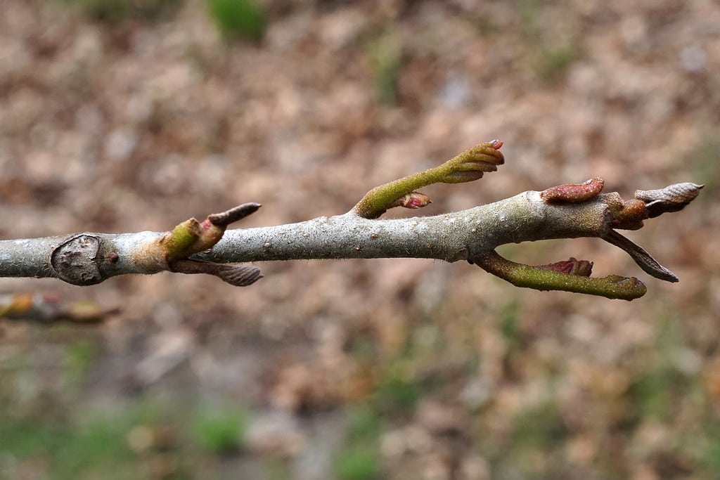 Ptérocaryer (Pterocarya)