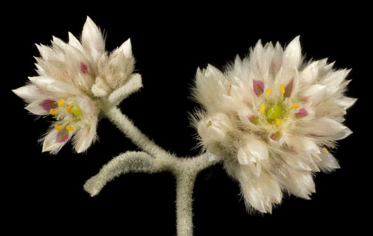 Ptilotus (Ptilotus)